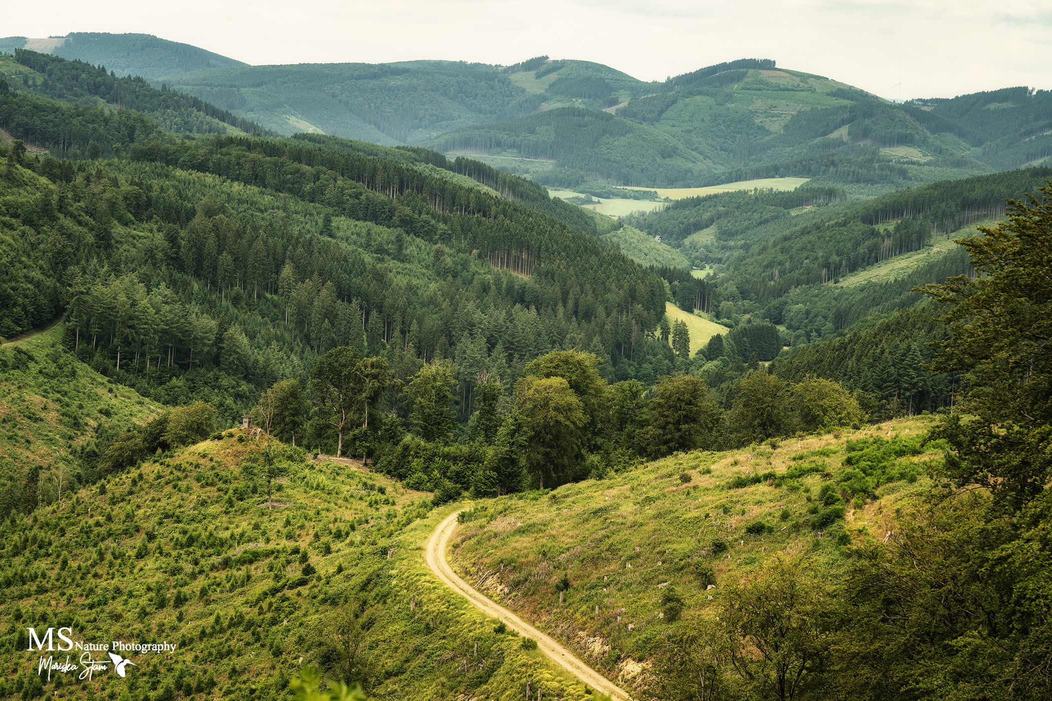 Vertragen in de Hitte – De Magie van Mist van Bergen in Sauerland – Juni 2026